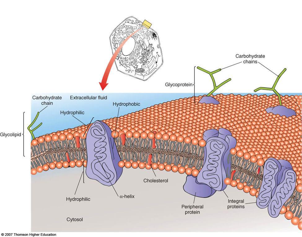 Lecture 6: Membranes and Cell Transport Biological Membranes I. Fluid Mosaic Model A. Biological membranes are lipid bilayers with associated proteins 1. Characteristics a.