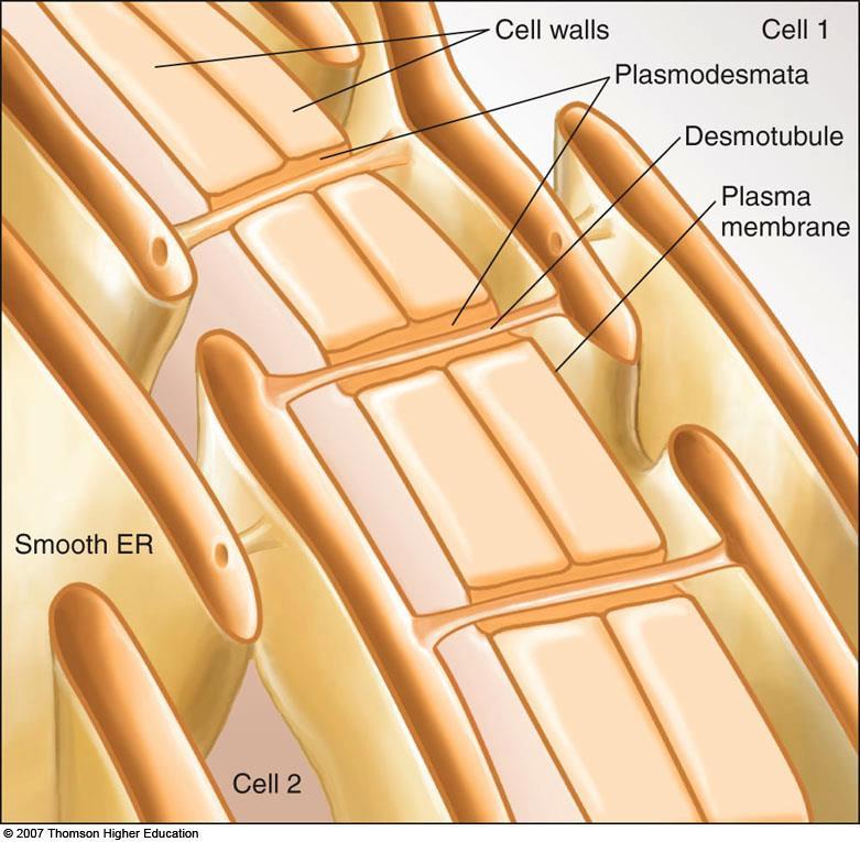 4. Plasmodesmata a. Allow movement of certain molecules and ions between plant cells b.