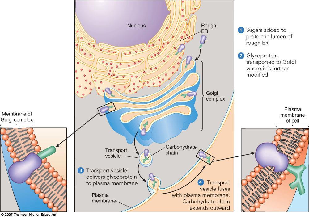 C. Biological membranes fuse and form closed vesicles 1. Membrane fusion is due to the liquid crystalline state 2.