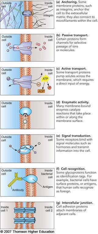 G. Membrane proteins function in transport, information transfer, and as enzymes 1. Membrane proteins are formed by free ribosomes 2. Proteins are involved in transport of small molecules 3.