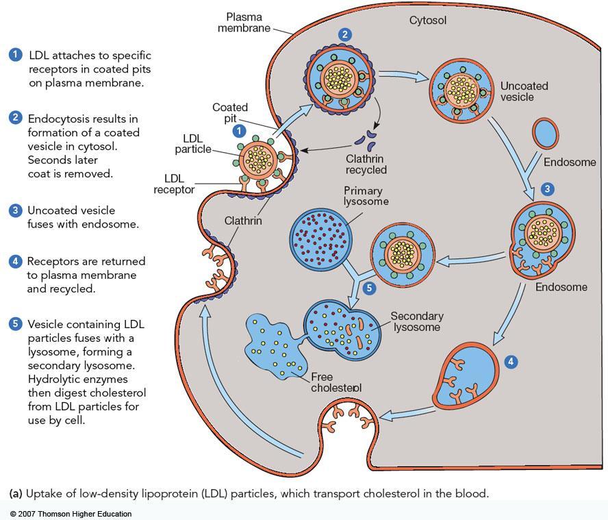 3. Receptor-mediated endocytosis involves the bonding of receptor proteins to the material to be engulfed a. Molecules bind to receptors, called ligands, concentrated in coated pits i.