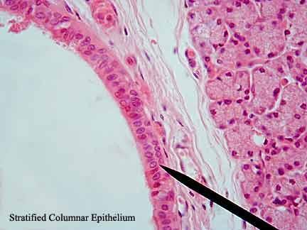 Stratified Columnar Epithelium Ducts of