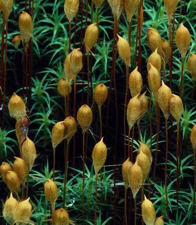 Bryophytes Mosses & liverworts Seedless,