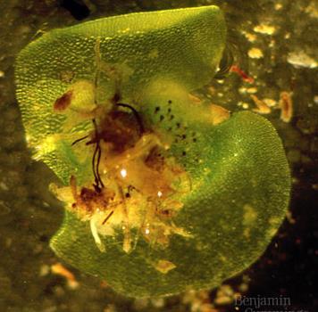 multicellular sporophyte mitosis 2n fertilization gametes meiosis spores
