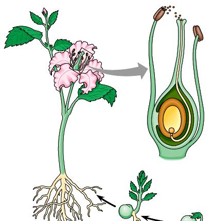 Angiosperm Flowering plants vascular pollen (sperm)