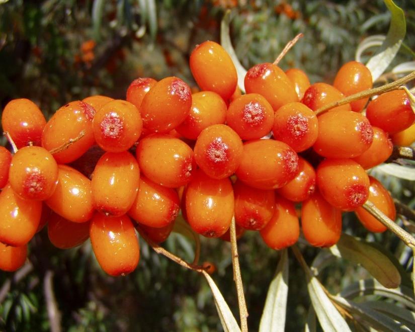 Sea Buckthorn is Special Over 200 beneficial compounds, including Omega fatty acids Seeds (-3, -6, -9) Berry (-7, -9) Vitamin E and C Beta carotene Plant sterols Minerals 60 different antioxidants!