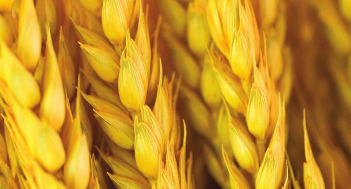 Trusted Results from Your Trusted Partner For more than 30 years, Neogen Europe Ltd. has been developing testing solutions for the analysis of mycotoxins.
