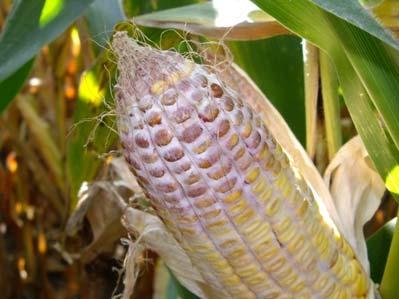 Mycotoxins Mycotoxins are metabolites of molds Stresses on the mold generally trigger mycotoxin production More than 250 different mold toxins have been identified Deoxynivalenol (DON),