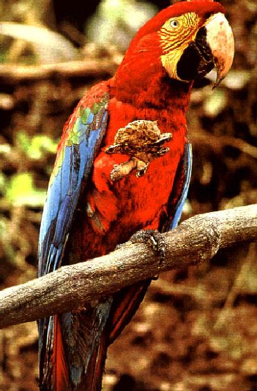 Macaws: winged rainbows. Natl. Geograph.