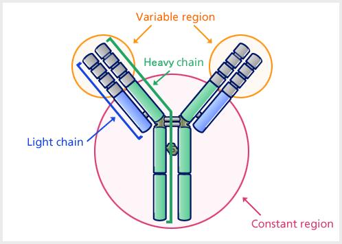 Antibody production CD19+ IgG+ Cell doublets sorting Single B-cell Variable region-igg RT-PCR IgH Ig Ig Cloning VH DH JH V J V J 1 HC Constant region 1