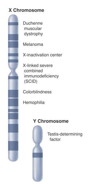 Sex-Linked Genes X Chromosome The Y chromosome is much smaller than the X chromosome and appears to contain fewer genes.