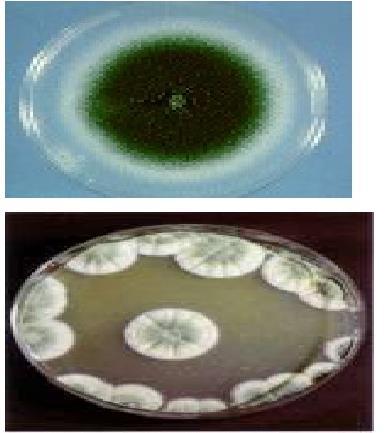 Aspergillus spp o Specimens: sputum, other respiratory specimens, or lung biopsy o Microscopic Examination: with KOH, presence of hyaline branching septate hyphae Culture - require 1-3 weeks for