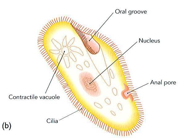 Diagrammatic representation of three different protozoa: (a) Flagellate