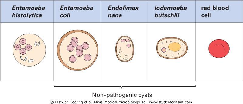 Characteristics of cysts (size and number of nuclei) are used to differentiate pathogenic from