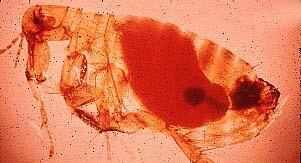 Anthropods Arthropods (Ectoparasites)-insects Exist in a