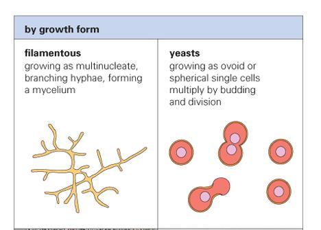 GROWTH FORMS - FUNGI Two main types of fungi that cause disease in humans: Fungi have Dimorphism which is the ability to grow in two