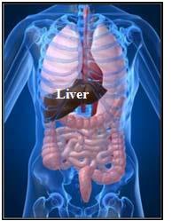 INTRODUCTION Hepatitis is a condition that affects the liver, causing it to become inflamed. That s bad news for anybody, because the liver is an organ with some very important jobs.