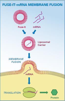 Figure 1: Simplified illustration of the membrane fusion mechanism of Fuse-It-mRNA. 3.