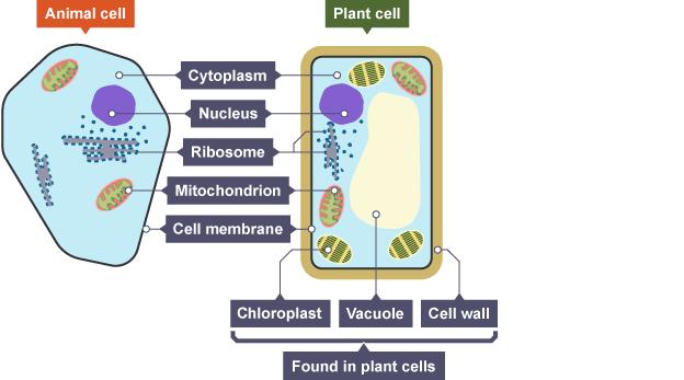 B2 Cells and simple transport What are the parts of most human and animal cells? Nucleus, cell membrane, cytoplasm, mitochondria, ribosomes What is yeast?