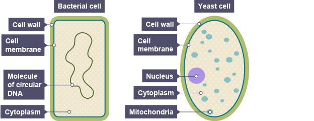 Controls the cell activities Controls the passage of substances into and out of the cell Where most reactions take place Where protein synthesis occurs Cells are specialised to carry out their