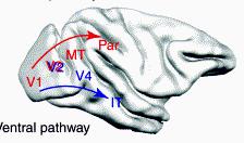 Posterior parietal cortex: Space and action How do you coordinate what you see and how you move your hands or your eyes?