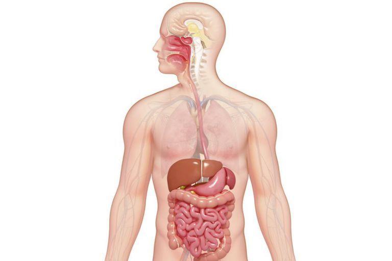 Digestive System What happens to the