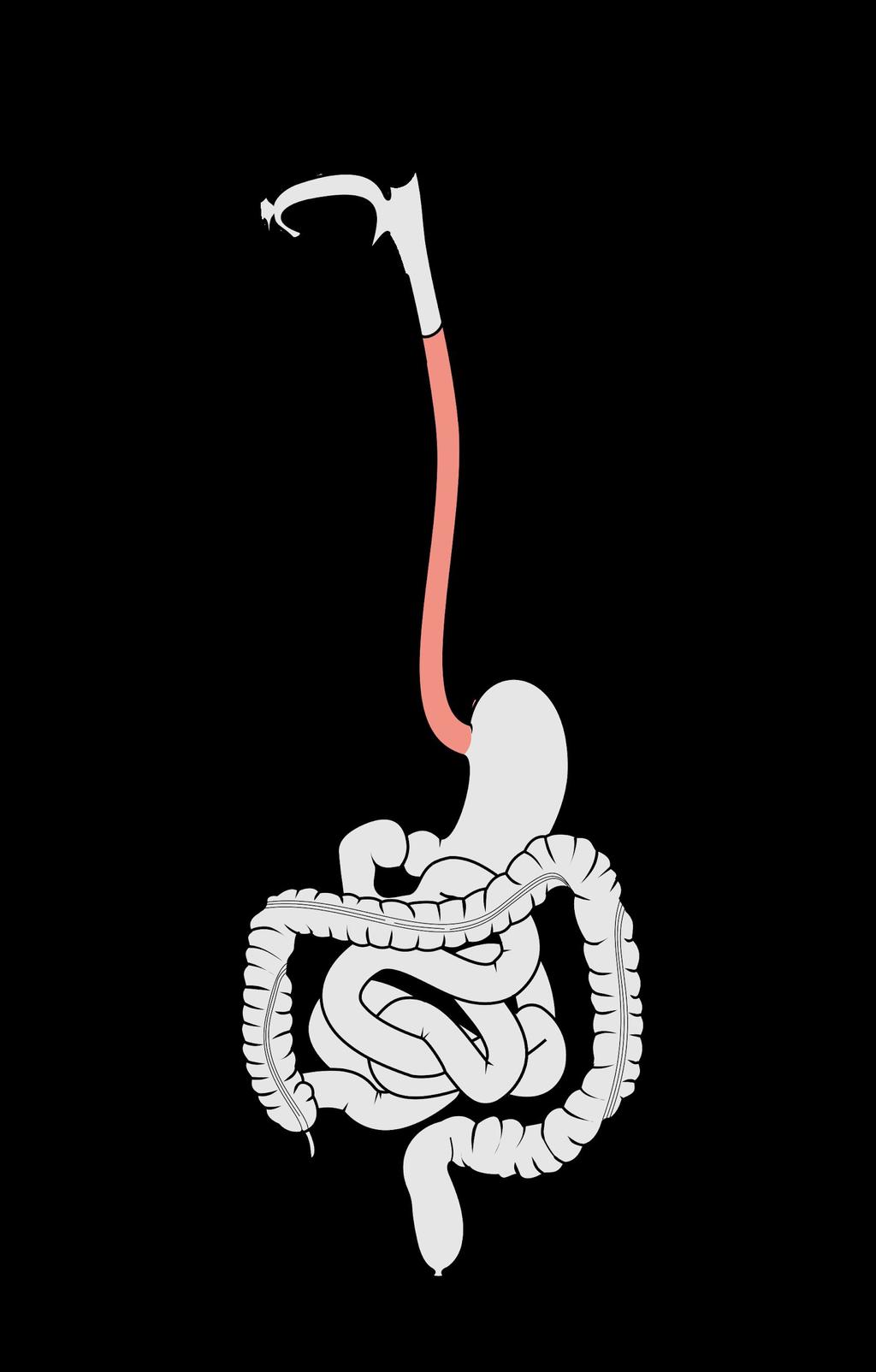 The Esophagus Approximately 10 long Functions include: 1. Secrete mucus 2.