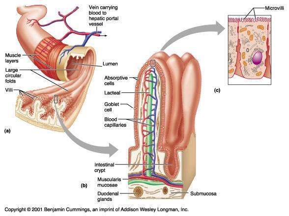 The Small Intestine Nutrients from the food pass into the bloodstream through the small