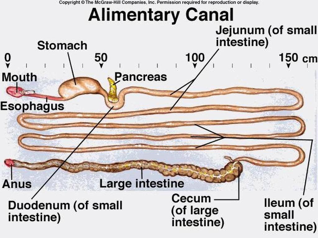 The Alimentary Canal (Gi Tract) Tube within a tube Direct link/path between