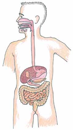 s c i e n c e grade 7 Body Systems Reading Use Student Sheet 8.1, Talking Drawing: Digestion to help prepare you for this reading.