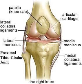 Type: synovial, plane joint. Bony articulation: Lateral aspect of the upper end of tibia and head of fibula.
