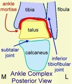 Type: fibrous joint.