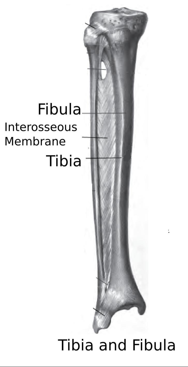 Its fibers are directed downward and laterally from tibia to fibula.