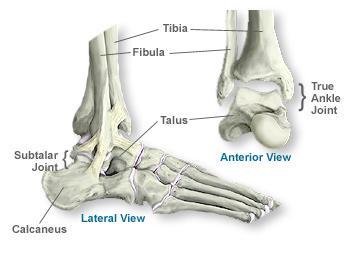 Ankle joint Type: Synovial, hinge joint Articular surface: Formed between talus and lower end of both tibia and fibula. Capsule: it attached to margins of the articular surface.