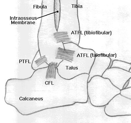 lateral malleolus to the neck of talus.