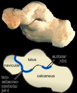 Talo - calcaneo - navicular joint Type: Synovial, modified ball and socket Articular surface: Formed between