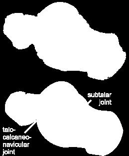 Talo- calcanean joint (subtalar joint): Type: synovial plane joint Articular surface: if formed between talus and