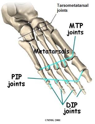 Tarsometarsal joints (TMT): between 3 cuniform, cuboid and base of metatarsal bones(1 st to 5 th ).