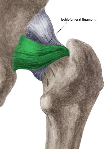 B. Posteriorly Ischiofemoral ligament: it is weakest ligament of the hip.