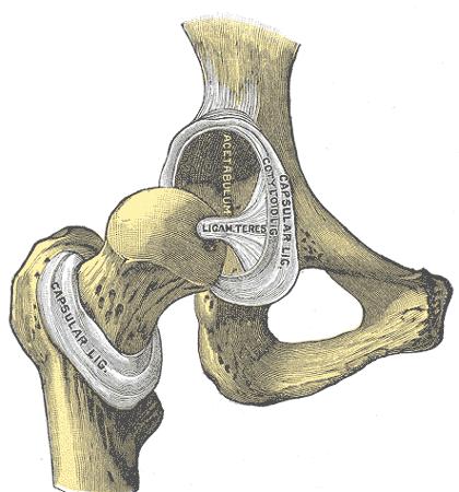 Centrally: It screws the femoral head medially into the acetabulum, preventing over medial rotation Ligament of head of femur (round ligament):