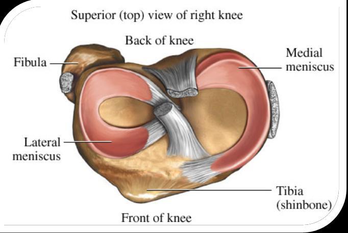 Attachment: Anteriorly: anterior horn attached to most anterior part of the intercondylar area