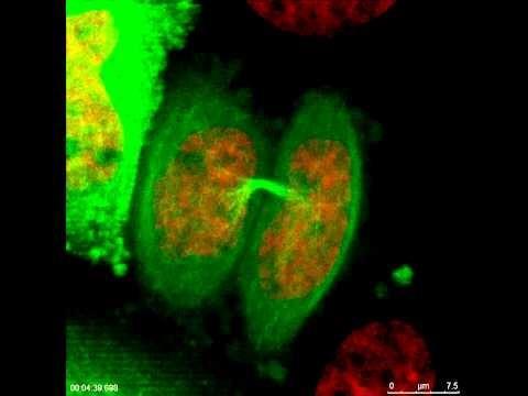 Lecture 5: Cell communication (signaling) Objectives Describe involved in process of cell signaling Understand how signaling leads to the outcome of cell division Lecture 6: