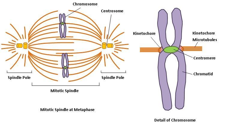 Terms 1. Centromere: 중심립 2. Telomere: 말단소립 3. Kinetochore: 동원체 4. Centrosome: 중심체 5. Chromatid: 염색분체 6. Spindle: 방추사 7. Spindle pole: 방추체극 8.