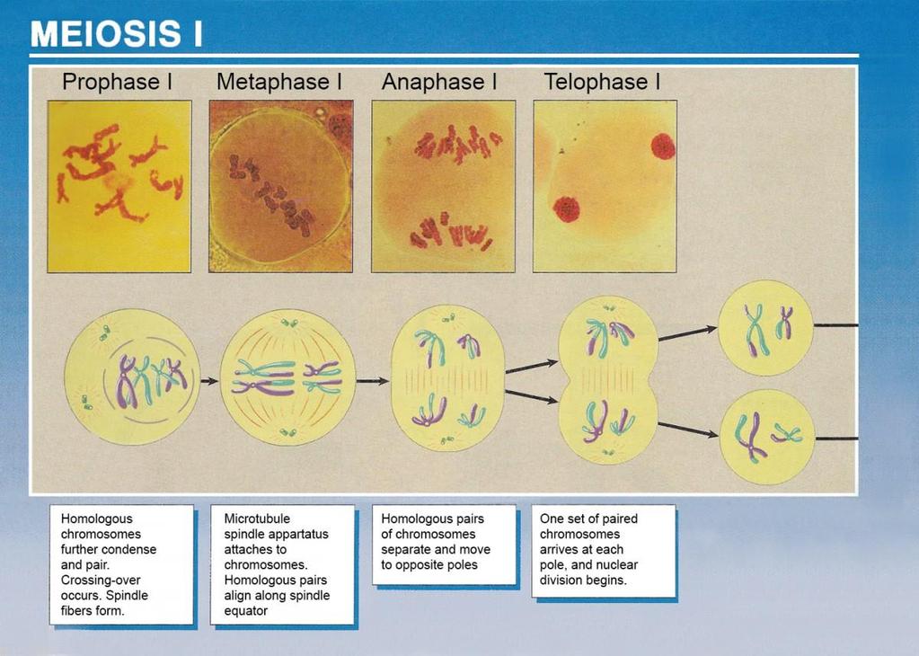 Meiosis I Meiosis II: Homologous chromosomes pair at the