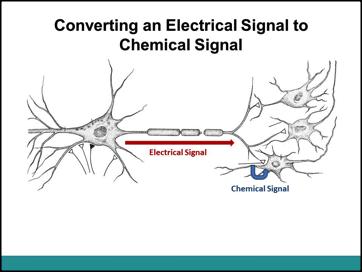 Synaptic Transmission 2 Ḋiscussion Converting an Electrical Signal to a Chemical Signal: Use this slide to facilitate a discussion about the students mechanisms to convert the electrical signal of