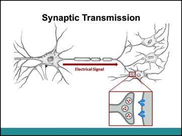 Slide 5 Slide 4 Ask the students- How does the axon send signals? Electrically. Ask the students- How does the synapse send signals? Chemically.