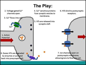 3. Activity Slide 16 Slide 17 Ask the students- What does neurotransmitter binding to receptors change within the postsynaptic cells?
