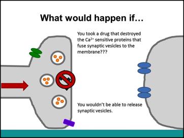 4. Wrap Up What happens if...? Slide 19 If time allows, use the next two slides to give a concrete example of how drugs modulate the process of synaptic transmission.