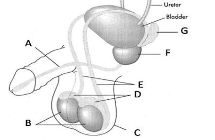 10. Below is a diagram of the male reproductive system. Which structure is represented by the letter D? Pp 988-991 A. Scrotum B. testes C. prostate gland D. epididymus 11.