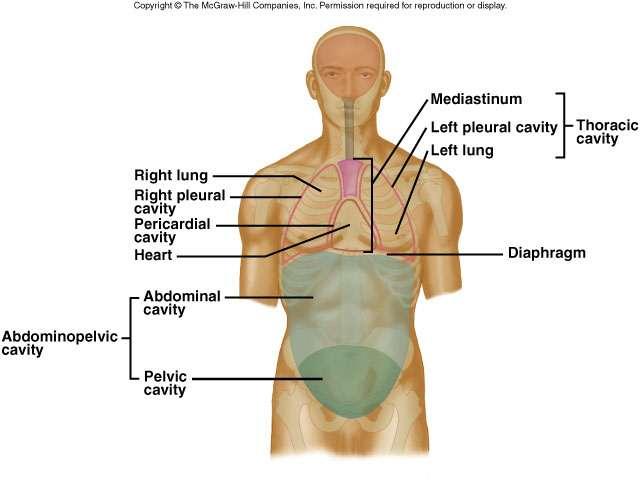 Thoracic and